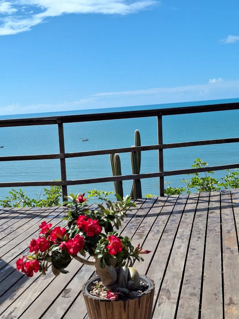 Rosa-do-deserto no deck com o mar ao fundo